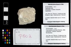 Foto (Objekt + Etikett) von Cracensigillatus acutirostris (Moericke, 1889)  (NHMW-GEO-2014-0194-0802)